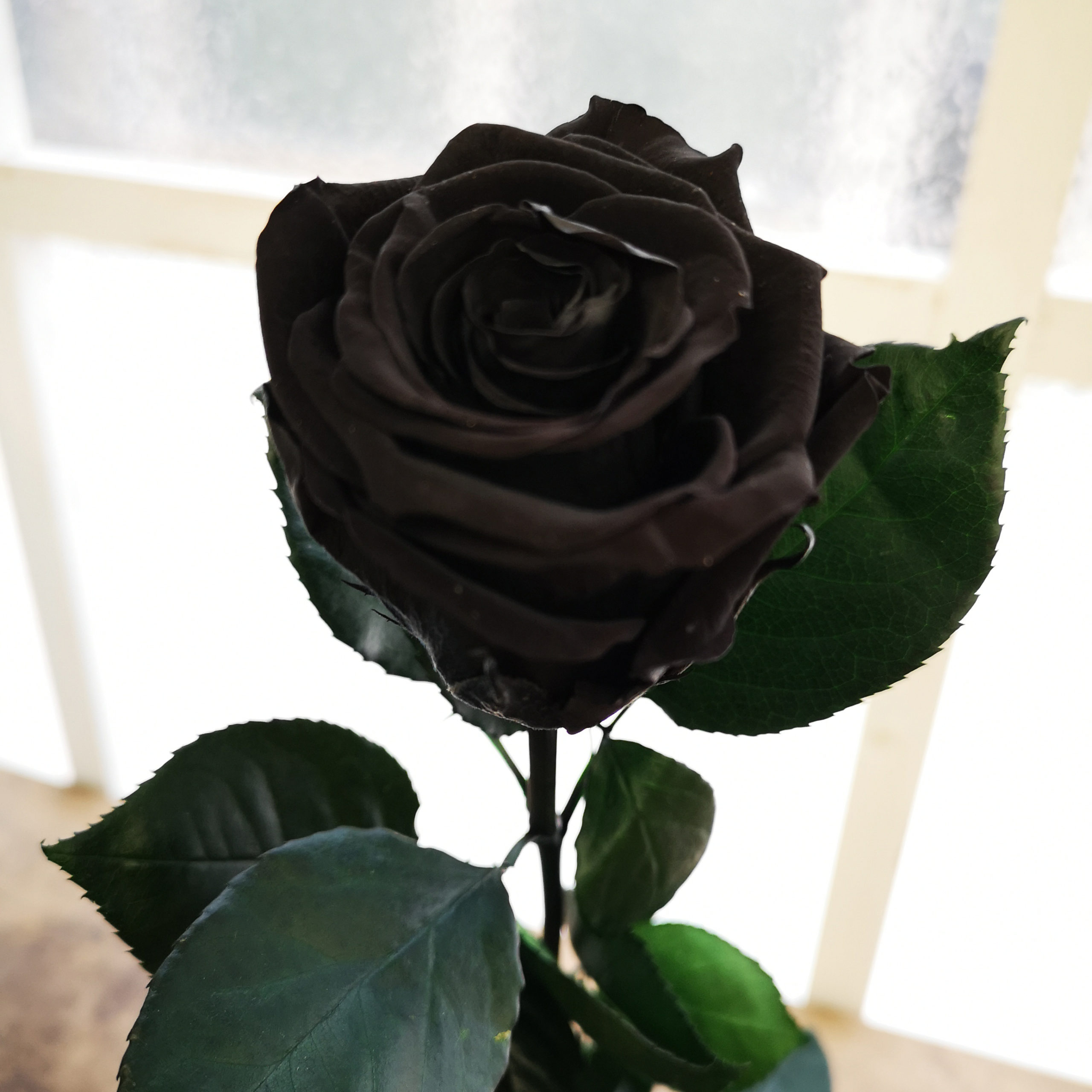Rosas Negras Preservadas - Alea Flores
