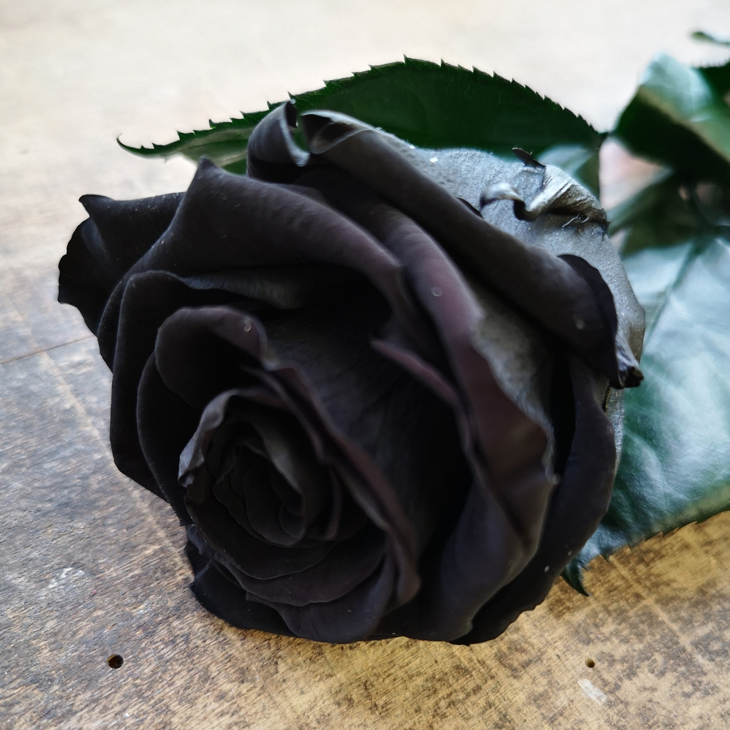 Rosas Negras Preservadas - Alea Flores